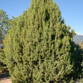 One-seed Juniper